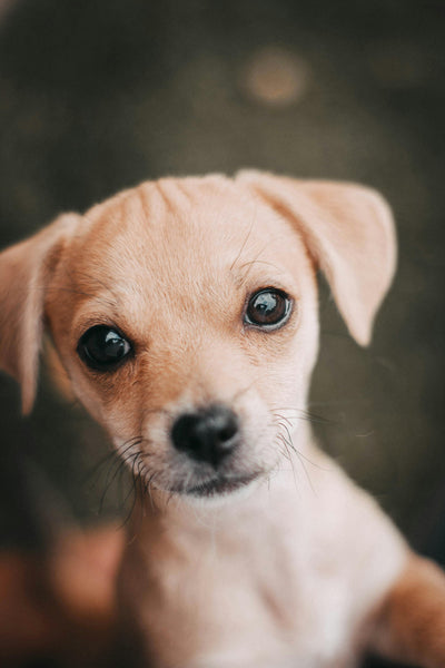 犬種で選ぶ