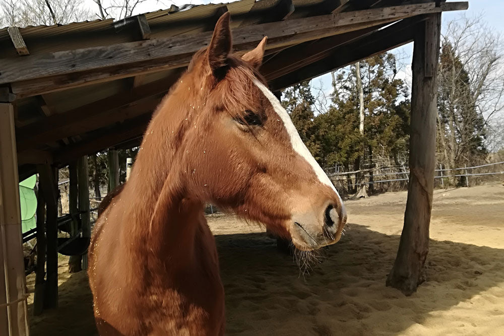 桜田馬肉